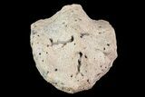 Ankylosaur Scute (Armor Plate) - Aguja Formation, Texas #76744-2